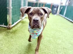 Shelter Stray Male Dog last seen Near Laconia Avenue, BRONX, NY, 10466, 326 E 110th St, New York, NY 10029, USA