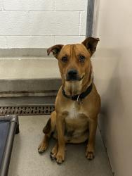 Shelter Stray Male Dog last seen Near W California Avenue, SALT LAKE CITY, UT, 84104, 511 W 3900 S, Salt Lake City, UT 84123, USA