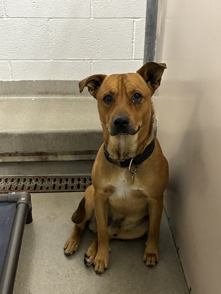 Shelter Stray Male Dog last seen Near W California Avenue, SALT LAKE CITY, UT, 84104, 511 W 3900 S, Salt Lake City, UT 84123, USA