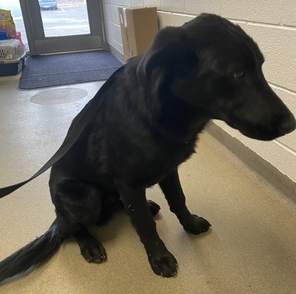 Shelter Stray Male Dog last seen Near W California Avenue, SALT LAKE CITY, UT, 84104, 511 W 3900 S, Salt Lake City, UT 84123, USA