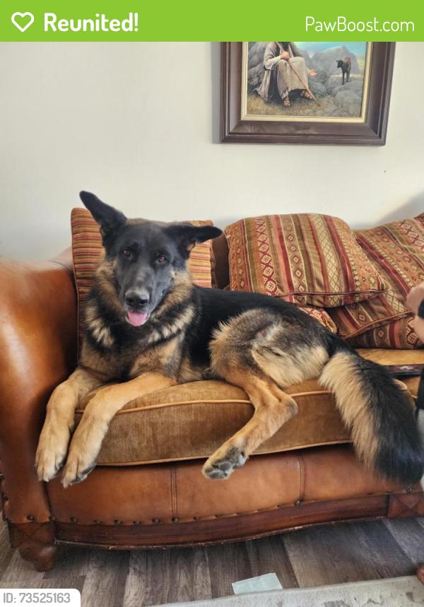 Reunited Male Dog last seen 7/11 and domino's on 4800 w and 3500 s, West Valley City, UT 84120