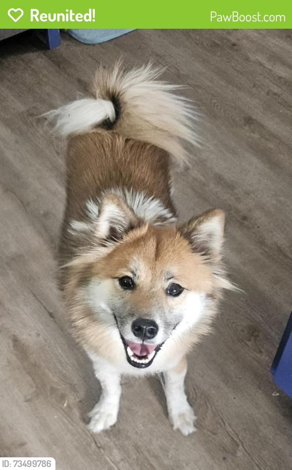 Reunited Female Dog last seen Near Memory Lanes Bowling alley in south minneapolis, Minneapolis, MN 55406