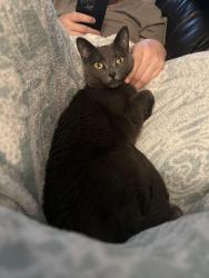 Reunited Female Cat last seen amblers lane, West Mifflin, PA 15122