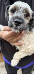 Reunited Female Dog last seen 54th and Sacramento, Chicago, IL 60632