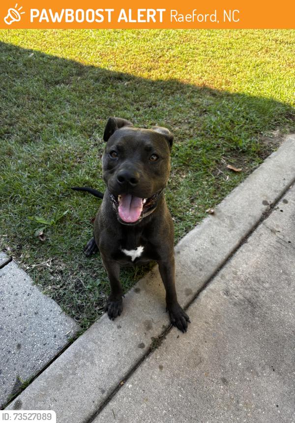 Found/Stray Male Dog last seen Westgate community in Raeford, Raeford, NC 28376