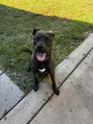 Found/Stray Male Dog last seen Westgate community in Raeford, Raeford, NC 28376