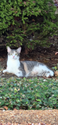 Reunited Female Cat last seen Roses Bluff, Madison, MS, Madison, MS 39110