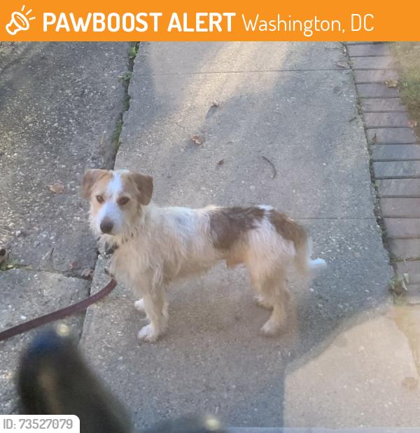 Found/Stray Male Dog last seen 19th & P street, Washington, DC 20020
