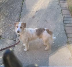 Found/Stray Male Dog last seen 19th & P street, Washington, DC 20020