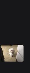 Lost Male Dog last seen George Rd and Hillsborough, Tampa, FL 33634