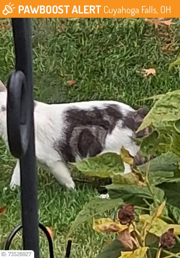 Found/Stray Unknown Cat last seen E Prescott Circle, Cuyahoga Falls, OH 44223