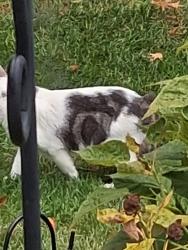 Found/Stray Unknown Cat last seen E Prescott Circle, Cuyahoga Falls, OH 44223