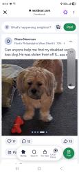 Lost Male Dog last seen Vanpelt & Berks St., Philadelphia, PA 19121