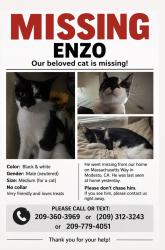 Reunited Male Cat last seen Near massachusetts way, Modesto, CA 95355