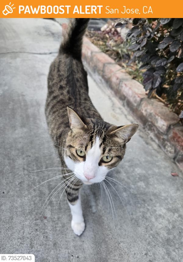 Found/Stray Male Cat last seen Bascom x Naglee 95128 (near Zanotto market), San Jose, CA 95128