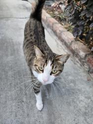 Found/Stray Male Cat last seen Bascom x Naglee 95128 (near Zanotto market), San Jose, CA 95128