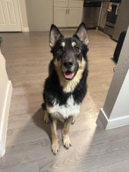 Found/Stray Male Dog last seen Encanto park, Phoenix, AZ 85007