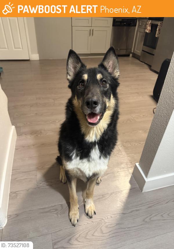 Found/Stray Male Dog last seen Encanto park, Phoenix, AZ 85007