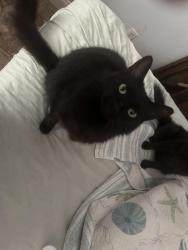 Reunited Male Cat last seen Lullwater near 98, Panama City Beach, FL 32413