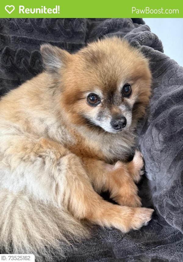 Reunited Female Dog last seen West Ox Road, Herndon, VA 20171