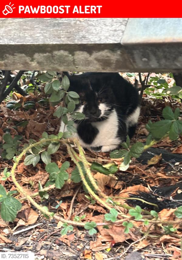 Lost Unknown Cat last seen Cambridge gardens, kilburn, North Maida Vale, England NW6 5AY