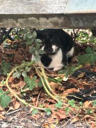 Lost Unknown Cat last seen Cambridge gardens, kilburn, North Maida Vale, England NW6 5AY