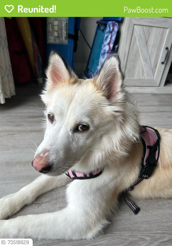 Reunited Female Dog last seen Crunch & Panera on William cannon, Austin, TX 78749