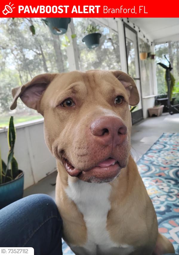 Lost Male Dog last seen Branford fl, Branford, FL 32008