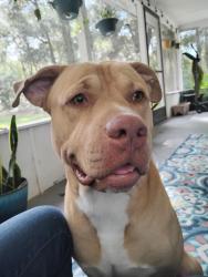 Lost Male Dog last seen Branford fl, Branford, FL 32008