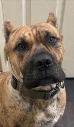 Reunited Female Dog last seen Lancaster, CA, USA, Lancaster, CA 93534