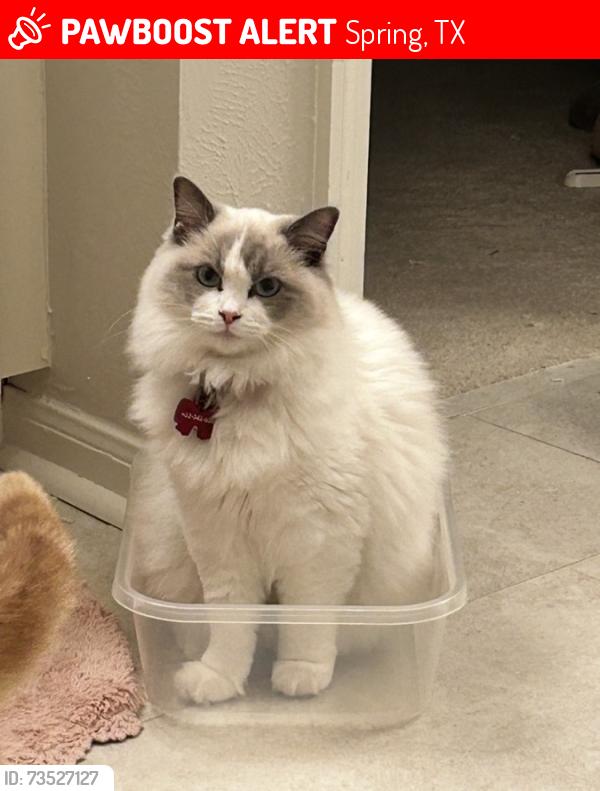 Lost Female Cat last seen Branch Crossing and Alden Bridge, Spring, TX 77382