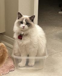 Lost Female Cat last seen Branch Crossing and Alden Bridge, Spring, TX 77382