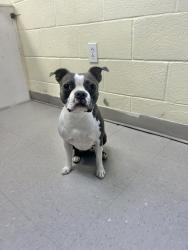 Lost Female Dog last seen Old Sanford Rd., Chatham County, NC 27312