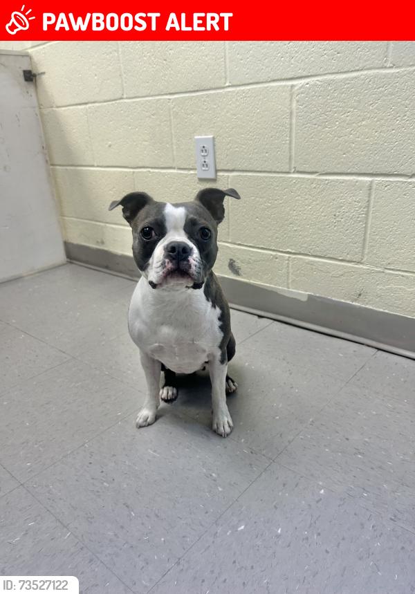 Lost Female Dog last seen Old Sanford Rd., Chatham County, NC 27312