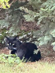 Found/Stray Male Cat last seen Lenoir st and Ervin Rd, Morganton, NC 28655