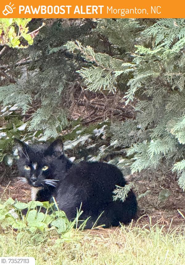 Found/Stray Male Cat last seen Lenoir st and Ervin Rd, Morganton, NC 28655