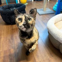 Shelter Stray Female Cat last seen , 8020 Washington St, Port Richey, FL 34668, USA