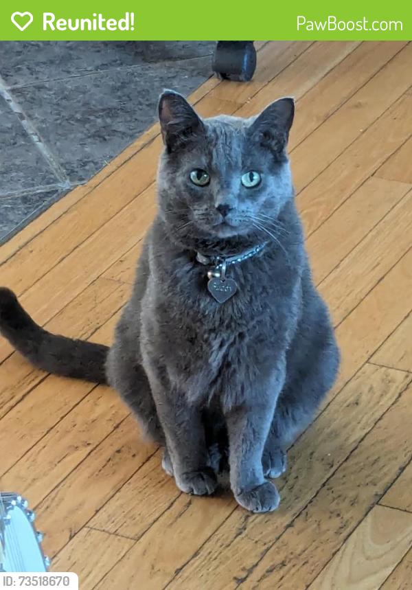 Reunited Male Cat last seen Daly Grove school., Edmonton, AB T6L 3H3