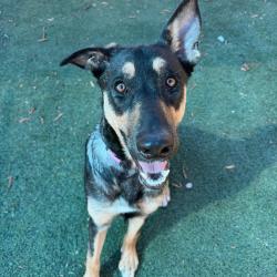 Shelter Stray Female Dog last seen , 2350 Appling City Cove, Memphis, TN 38133, USA