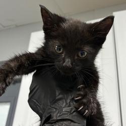 Shelter Stray Male Cat last seen , 328 Furman Hall Rd, Greenville, SC 29609, USA