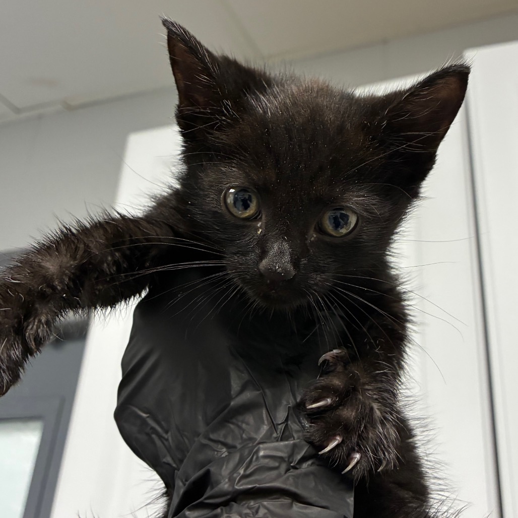 Shelter Stray Male Cat last seen , 328 Furman Hall Rd, Greenville, SC 29609, USA