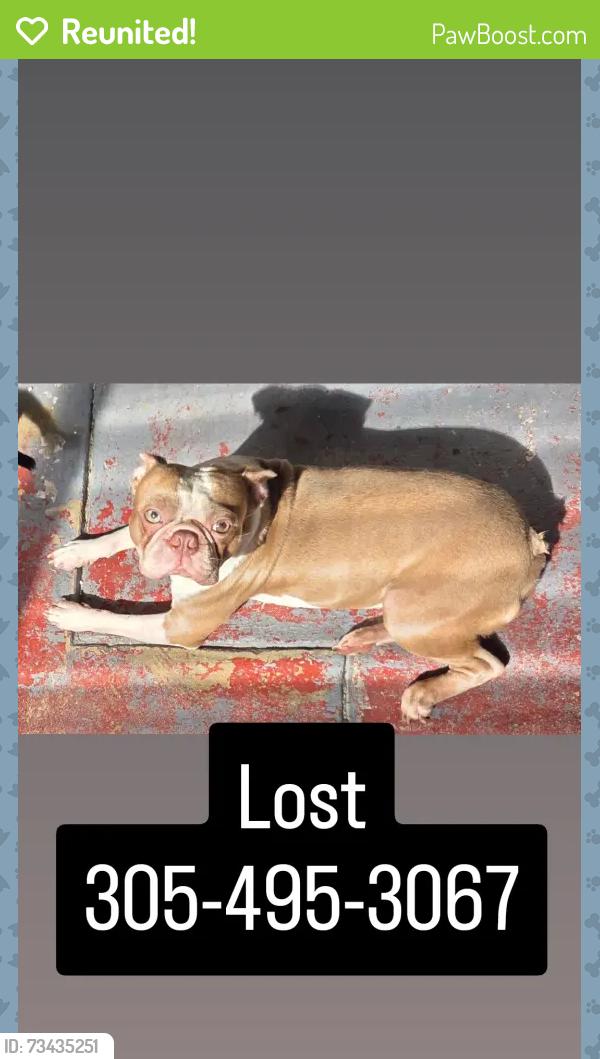 Reunited Male Dog last seen FIU, Miami, FL 33174
