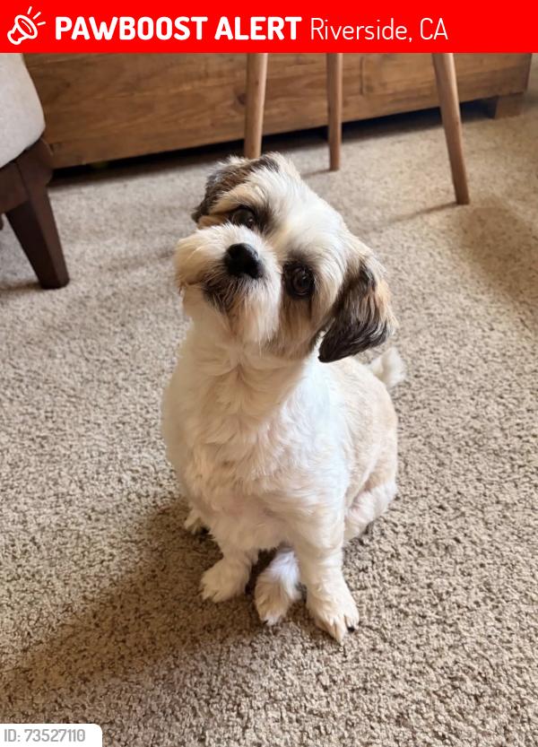 Lost Male Dog last seen Camino Real and Limonite, Riverside, CA 92509