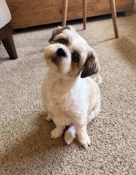 Lost Male Dog last seen Camino Real and Limonite, Riverside, CA 92509