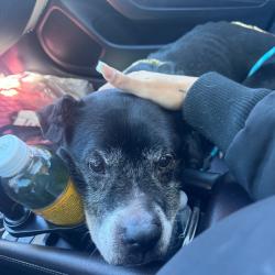 Shelter Stray Male Dog last seen , 980 Guilford College Rd, Greensboro, NC 27409, USA