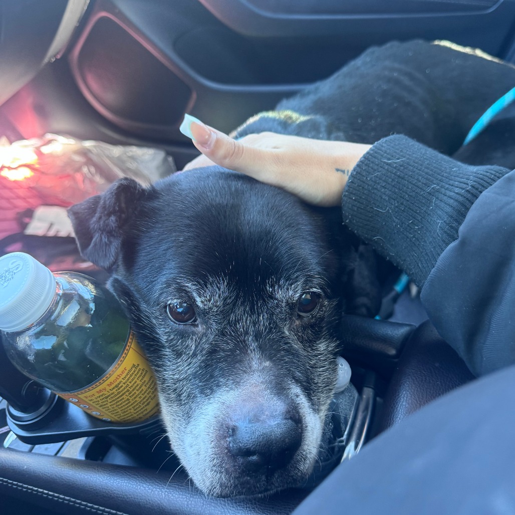 Shelter Stray Male Dog last seen , 980 Guilford College Rd, Greensboro, NC 27409, USA