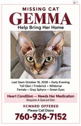 Lost Female Cat last seen Teil Glen/ Fredrick Rd Wildomar, Wildomar, CA 92595