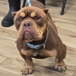 Shelter Stray Male Dog last seen , 124 Evergreen Ave, Newark, NJ 07114, USA