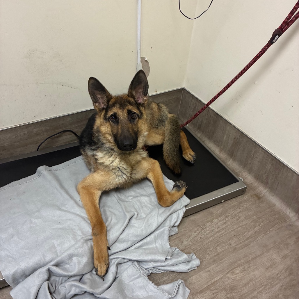 Shelter Stray Male Dog last seen , 361 S Raymond Ave, Pasadena, CA 91105, USA