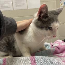 Shelter Stray Male Cat last seen , 54687 Co Rd 19, Bristol, IN 46507, USA
